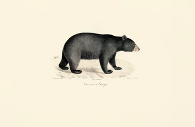 Oso negro americano