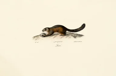 American Marten