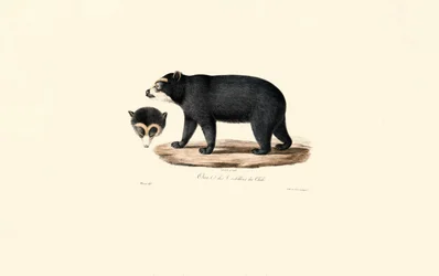 Oso andino de anteojos (Oso andino chileno)