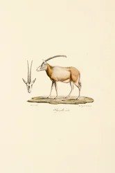 Gacela árabe