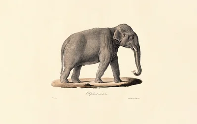 Elefante asiático