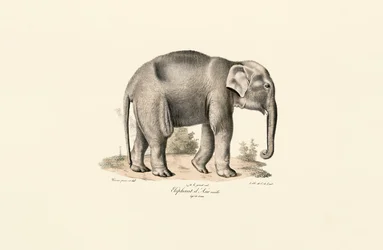 Elefante asiático