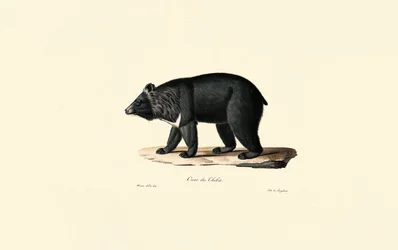 Oso negro asiático (oso tibetano)