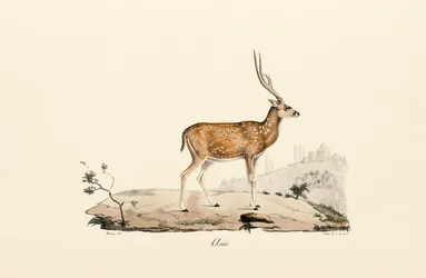 Ciervo Axis