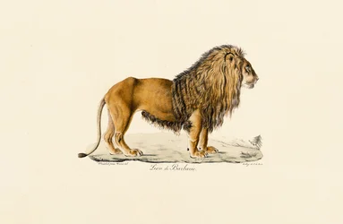 El león de Berbería de perfil
