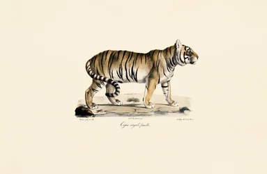 Tigre de Bengala (hembra) en vista lateral
