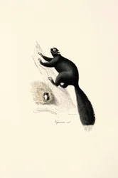 Mono capuchino negro (macho)