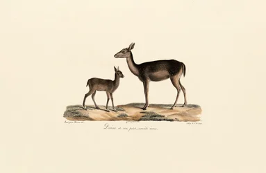 Gama negra con cervatillo