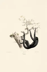 Mono aullador negro