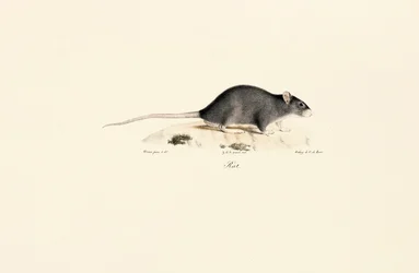 Rata negra
