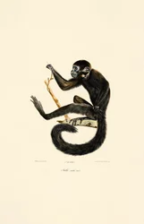 Mono araña negro (macho)