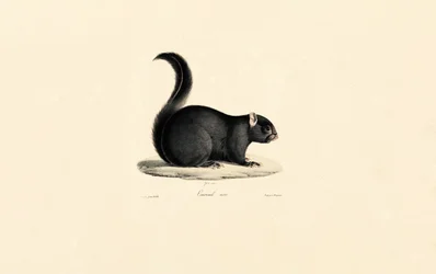 Ardilla negra