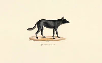 Hembra de lobo negro