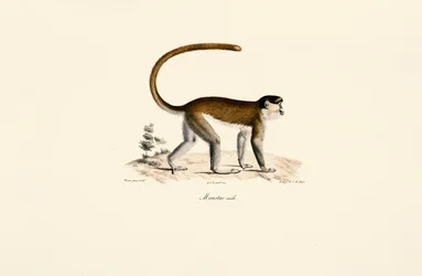 Mono azul (Cercopithecus mitis)