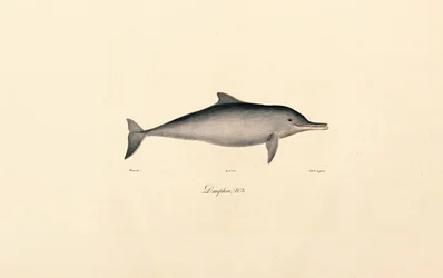 Delfín mular (Tursiops truncatus)
