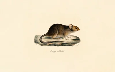 Rata espinosa brasileña