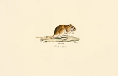 Gerbillo de cola tupida