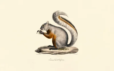 Ardilla de tierra de California