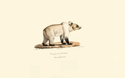 Oso pardo cantábrico (Ursus arctos pyrenaicus)