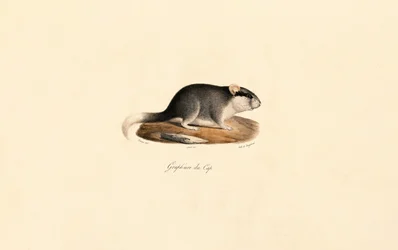 Lirón de los cabos