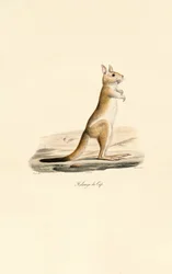 Liebre saltarina del Cabo