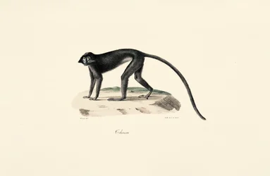 Mono colobo (Colobus guereza)