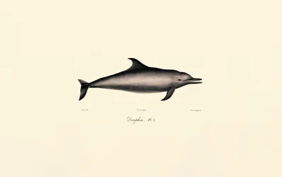 Delfín común (Delphinus delphis)