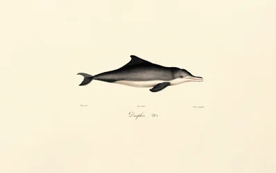 Delfín común (Delphinus delphis)