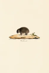 Wombat común (macho)