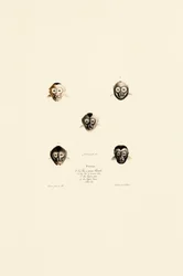 Caras comparadas de distintas especies de monos