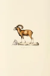 Muflón corso