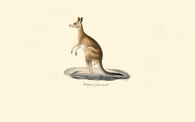 Canguro gris oriental (hembra)