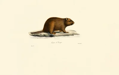 Castor europeo