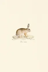 Liebre europea