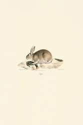 Conejo europeo (Lapin)
