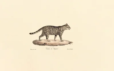 Gato montés europeo (Felis silvestris)
