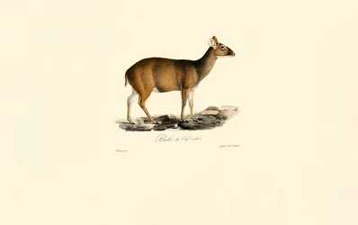 Hembra de Muntjac indio (Ciervo ciervo)