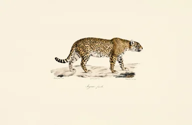 Jaguar hembra