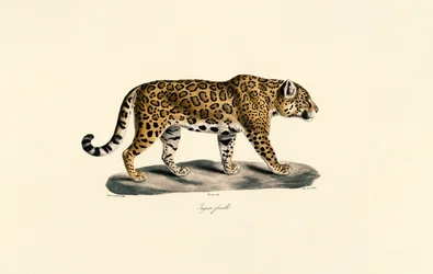 Jaguar hembra
