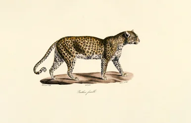 Leopardo hembra