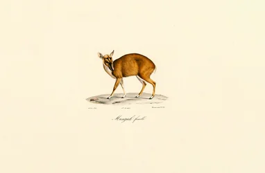 Hembra Muntjac