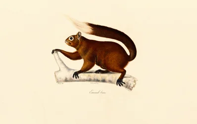 Ardilla zorro