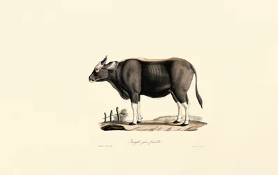 Gaur Mujer