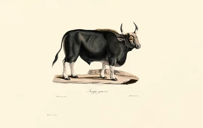 Gaur Hombre