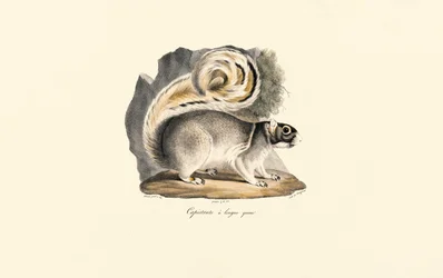 Ardilla de tierra de manto dorado