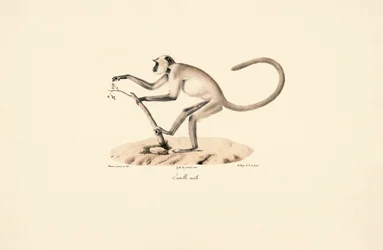 Langur Hanuman gris