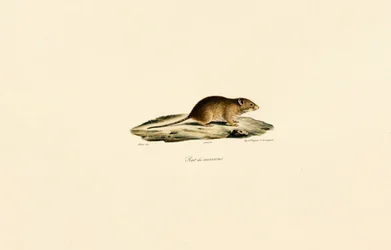 Ratón de la cosecha