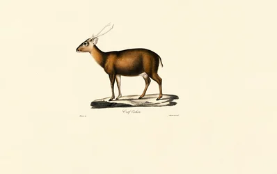 Muntjac indio (Cerf Cochon)