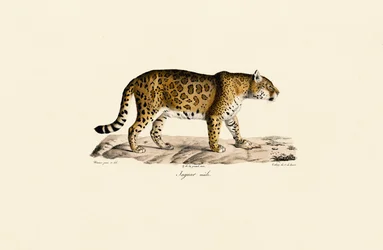 Jaguar (Hombre) en vista lateral