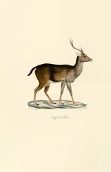 Javan Rusa